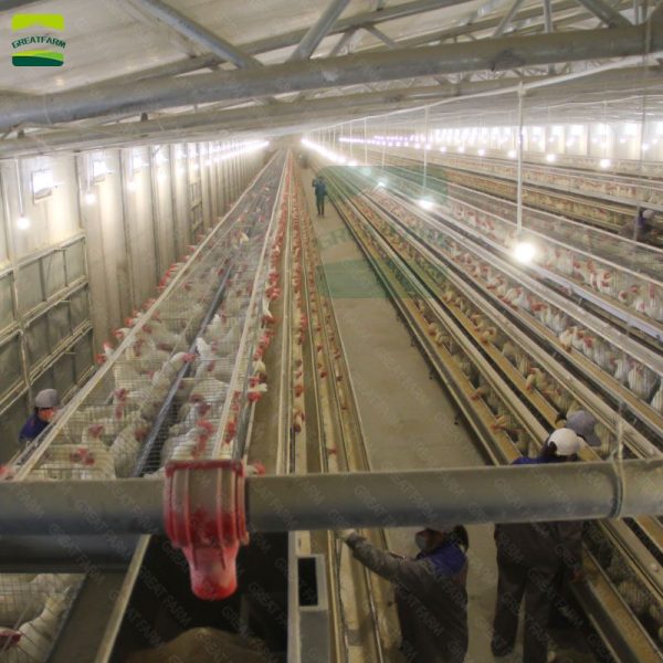 Poultry farm layer cage