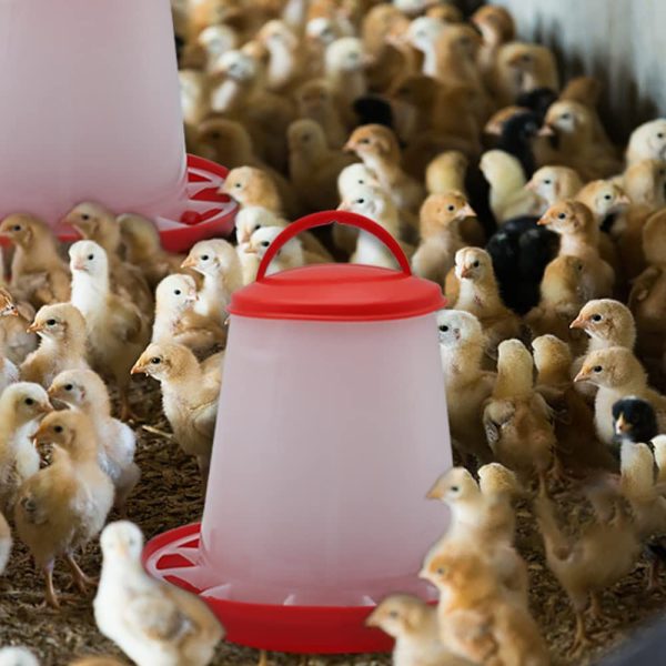Poultry plastic chicken feeder and drinker